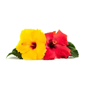 Natural Hibiscus Flowers